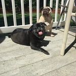 Allison Wiley Yadsko - @allisonyadsko - Instagram