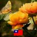Ally Wang - Facebook