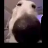 Allison Bowman - @allisonbowman736 - TikTok