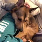 Allyson Crane - @petsforever200 - Instagram