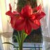 Allyson Crane - Facebook