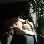 Allyson Holmes - @llyhms68 - Instagram