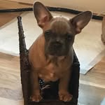 Alison Inglis - @inglis9688 - Instagram