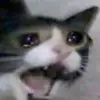 Kitty - @allysonjohnson62 - TikTok