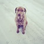 Kate Allyson Langley - @pupnamedkate - Instagram