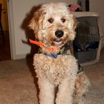 Katie Allyson Thomson - @thedoodlebear_ - Instagram