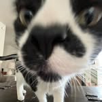 Allyson Wright - @chickennuggetallyson - Instagram