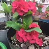 Alma Barrientos - @alma.barrientos70 - TikTok