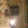 Alma Matute - @almamatute0 - TikTok