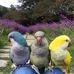 Alma Renaud - Facebook