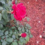 Alma LeeAnn Weigart Vogt - Facebook