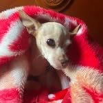 Alma Walker Wolf - @alma.wolf - Instagram
