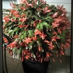 Alma Watkins - Facebook