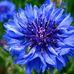 Alma Lois Waugh - Facebook