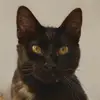 almawebbi1974 - @almawebbi1974 - TikTok