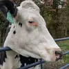 almaweaber - @almaweaber - TikTok