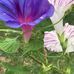 Alma Welch - Facebook