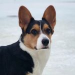 Alma - Welsh Corgi Cardigan - @alma_thecorgidog - Instagram