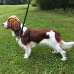 ALMA - @alma_the_welsh - Instagram