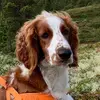 Alma_The Happy Welsh - @alma_the_happy_welsh - TikTok