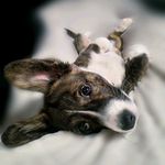 ⩜ℓო⩜ - @almawelshcorgi - Instagram