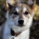 Alma - @alma.the.wolfdog - Instagram