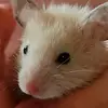 Alma - @alma.wolf - TikTok