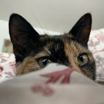 Alma Wolf - @noseofthecat - Instagram