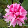alma woolf - @alma.woolf - TikTok