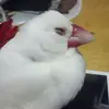 Alma_Yang - @alma_yang - TikTok