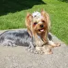 Альмочка🐶💓 - @_alma_york_ - TikTok