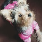 Alma 🐩 - @almayork_ - Instagram