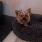 Alma🐾 - @alma.yorkie - Instagram