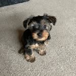 Alma - @alma_yorkshireterrier - Instagram