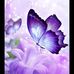 Alma York - Facebook