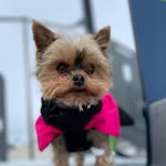 Alma - @yorkie_alma - Instagram