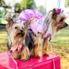 yorkies_brisa_alma - @yorkies_brisa_alma - TikTok
