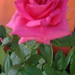 Alma Graciela Zapien Rosas - @almagracielazao - Instagram
