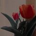 Alma Zea - Facebook