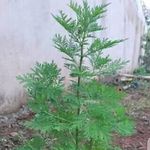 Almamy Bah - @almamy.bah.560 - Instagram