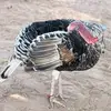 ALMAMY KAHONE - @almamykahone6606 - TikTok
