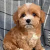 Alois Paul - @alois.paul6 - TikTok