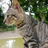 Alon Long - @alon.long3 - TikTok