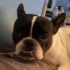 Dudley - @dudley_the_frenchie_fry - TikTok
