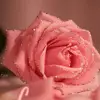 altafmerchant12 - @saniyamerchant06 - TikTok