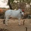 Altaf Patel - @altafpatel5214 - TikTok