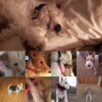 Althea - @althealamb1 - Instagram