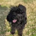 Alun Ko - @koalun - Instagram