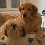 Alvin 🅰️🐾 & Buddy 🅱️🐾 - @alvin.shihtzu_buddy.golden - Instagram