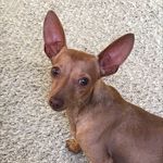 Alvin Donato 🐶 - @_alvin.pinscher - Instagram